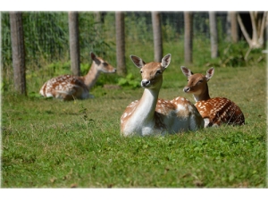 ¹����򵥳Է� ���س�¹�׵Ĳ�ͬ����