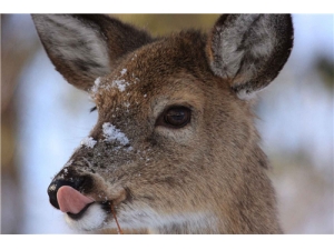 鹿茸的吃法有哪些 自制鹿茸药酒