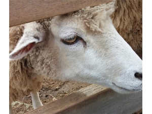 ���̵Ĺ�Ч������ ������θ�ô���