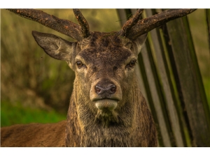 ¹��ѪƬ�Է� ¹����ô��Ч����