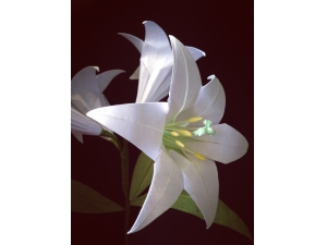 �ٺ��������Ĺ�Ч ��������������