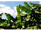芭蕉叶的功效与作用 芭蕉叶的药用价值