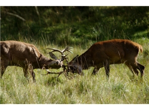 ¹�׽���ô�� ¹�׵Ĺ�Ч����