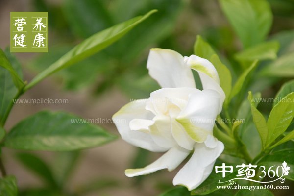 zhizidegongxiaoyuzuoyong