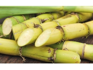 �������ᶾ���� ��֪����