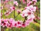 桃花的功效与作用 祛斑食谱让你面若桃花