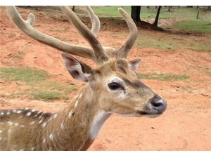 ¹�׵Ĺ�Ч������ʲô�˲��ܳ� ��Щ�˱��¹��