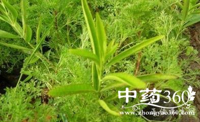 t013c1857b02a211596.jpg t013c1857b02a211596.jpg