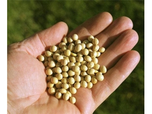 �⴬���Ĺ�Ч������ ��Ƣ������ֹ��