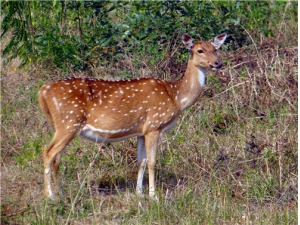 ¹�׷���ô�Ժ� ¹�׵Ĺ�Ч������