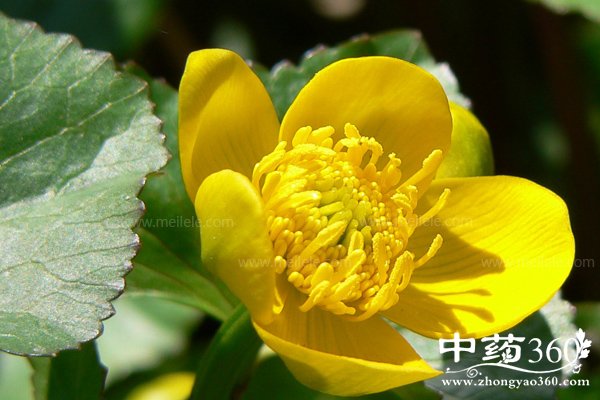 huangliandegongxiaoyuzuoyong