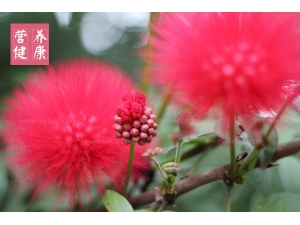 �ϻ����Ĺ�Ч�����ü�ʳ�÷�����ȫ��ͼ�ġ�