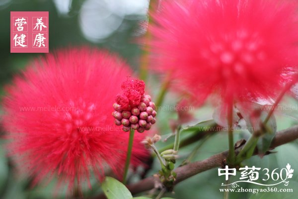 hehuanhuadegongxiaoyuzuoyong