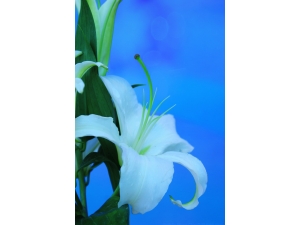 �ٺ���֥�������?��֥�������������