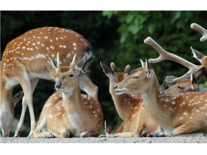 ¹����ô�Ժ� ���ز�ͬ�ĳԷ�