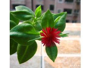 �������߷�����Щ��Ч ���߷۵�ҩ�ü�ֵ