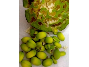 ���ӵ����� �������ĳ����ӷ���