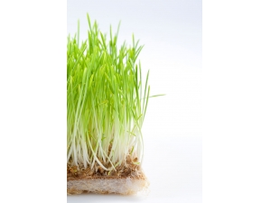 ����ɫʳƷ�ĺô� �ɻ���ƣ����೦θ