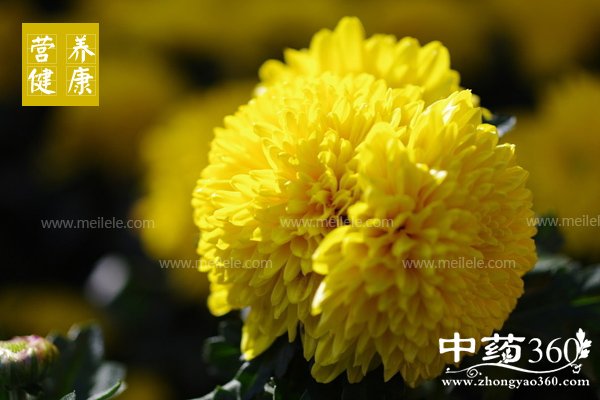 juhuadegongxiaohezuoyong