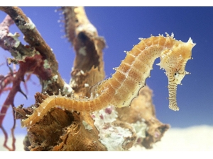 ��ҩ�������Ĺ�Ч������