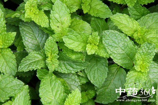 bohegongxiaoyuzuoyong