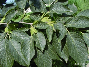 ����Ƥ��ʲô��Ч? ����Ƥ��ҩ�ü�ֵ