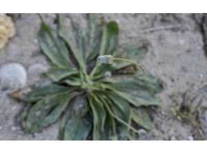 �������ˮ�ȵĹ�Ч ����µĹ�Ч����