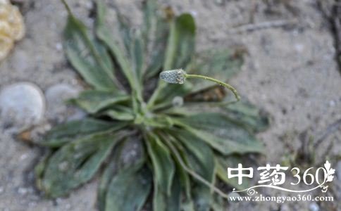 蛤蟆衣泡水喝的功效 蛤蟆衣的功效与作用 蛤蟆衣怎么泡水喝