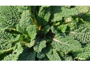 ̵ܲݵʳ÷ ܲݲʲôͬ