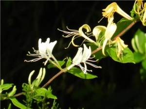 ��������ˮ�ȵĽ��� �������������ݲŽ���