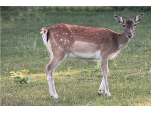 ¹��Ƭ��ʲô���� ¹�׵Ĺ�Ч