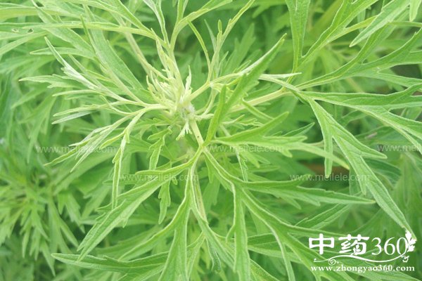 aiyepaoshuihedegongxiao