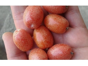 ���̹���Թ��� ���̹��Ĺ�Ч����