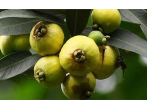 ˮ���ѵ��˼���Ⱥ ˮ���ѵ�Ӫ����ֵ