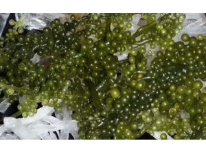 �����ѵĳԷ� �����ѵ�ʳ�ý���