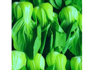 �Ϻ���_�Ϻ����ʳ�ƹ�Ч