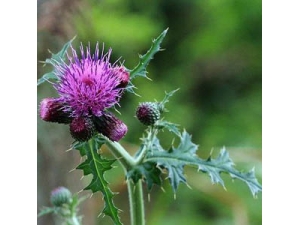 ��_�󼻵Ĺ�Ч������