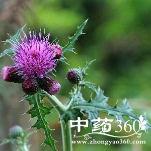  󼻡-󼻵ӪֵЧ,󼻵