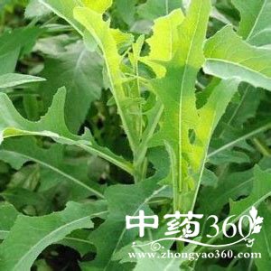 ݤˡ-ݤ˵ӪֵЧ,ݤ˵