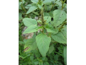 �Ȳ˵Ĺ�Ч������ ��Դٽ���ͯ��������