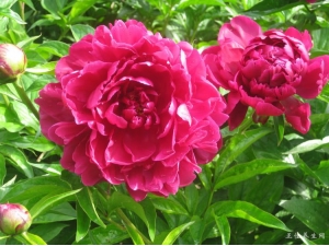 ��ҩ��ҩ�ù�Ч����Щ��