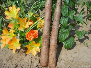 ɽҩ���ų�Ӫ����ֵ����Ŷ