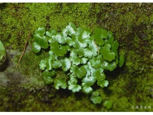 ���ҩ����Щ����