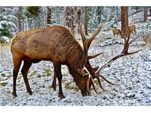 ����¹������ ��������Ч����