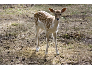 ¹���л��������� ¹���˲�����ݾƵ�����