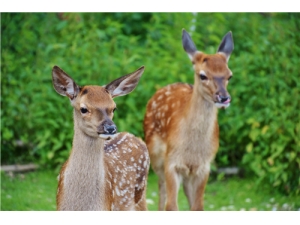 ¹�����Ź���ʲô�ô� ������¹�ײ��Ǻõ�