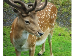 ¹�׳�����ʲô���� ¹�׳Բ��Է����к�