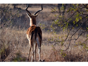 鹿茸怎么吃壮阳 推荐四款补肾药酒