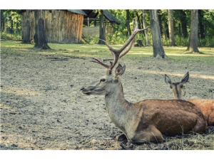 ¹׶Ůʲôô ¹׵Ӫֵ