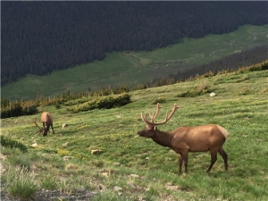 ¹�ײ��и������� ¹�ײ���ʲô